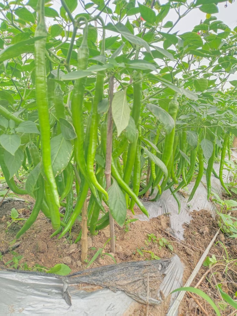 软皮八号线椒，大量货源供应，需要货的联系我