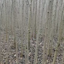 杜仲