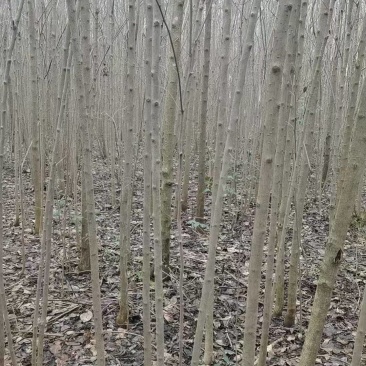 杜仲