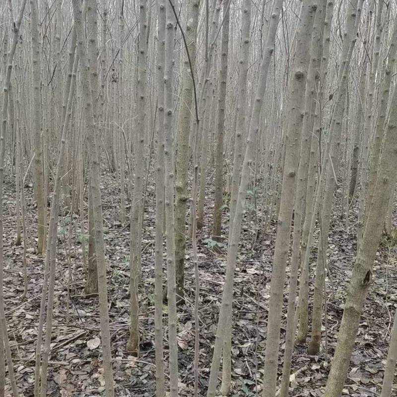 杜仲
