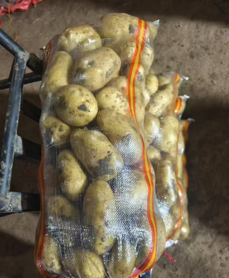 v7土豆产地直发量大电话议价价格美丽各规格齐全