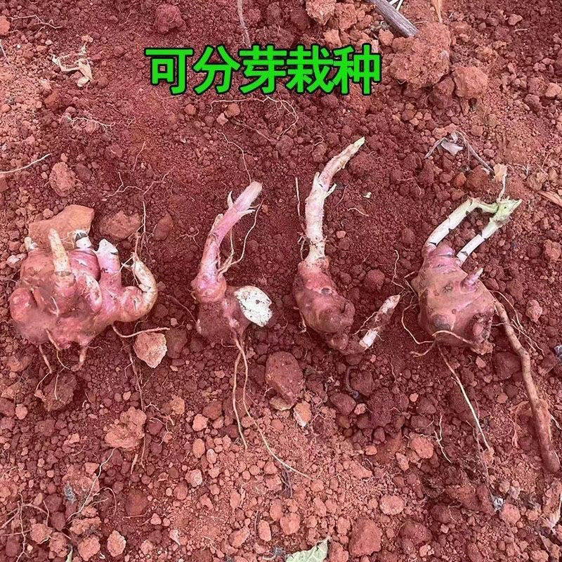 云南天山雪莲果红泥沙雪莲果种子现挖秧苗种球万根苕亚贡菊薯