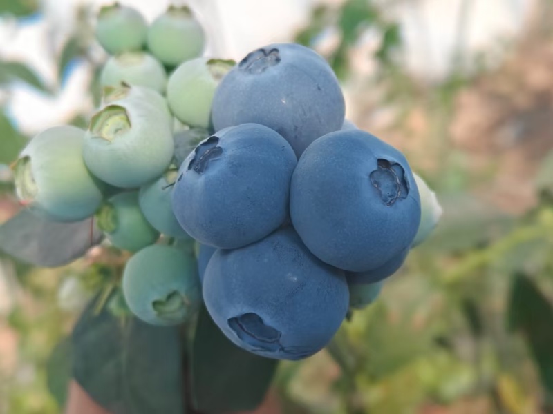 丹东鲜果蓝莓