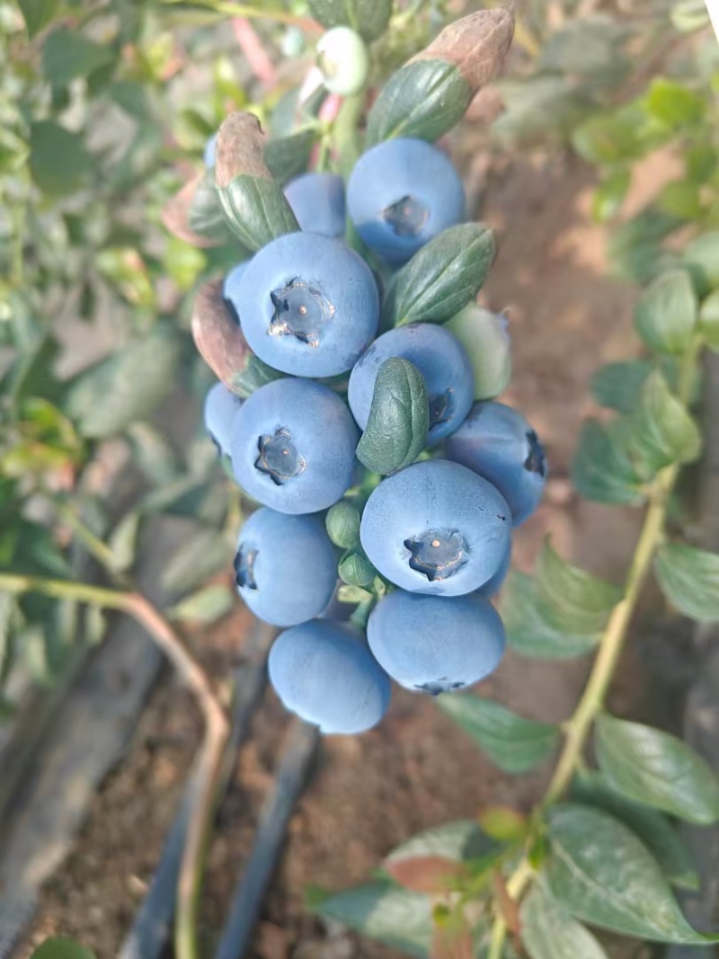 丹东鲜果蓝莓