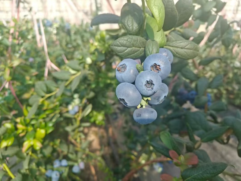 丹东鲜果蓝莓