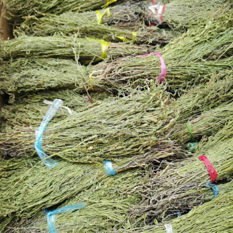 独脚金学名又叫孩儿草全国发货欢迎联系产地直发