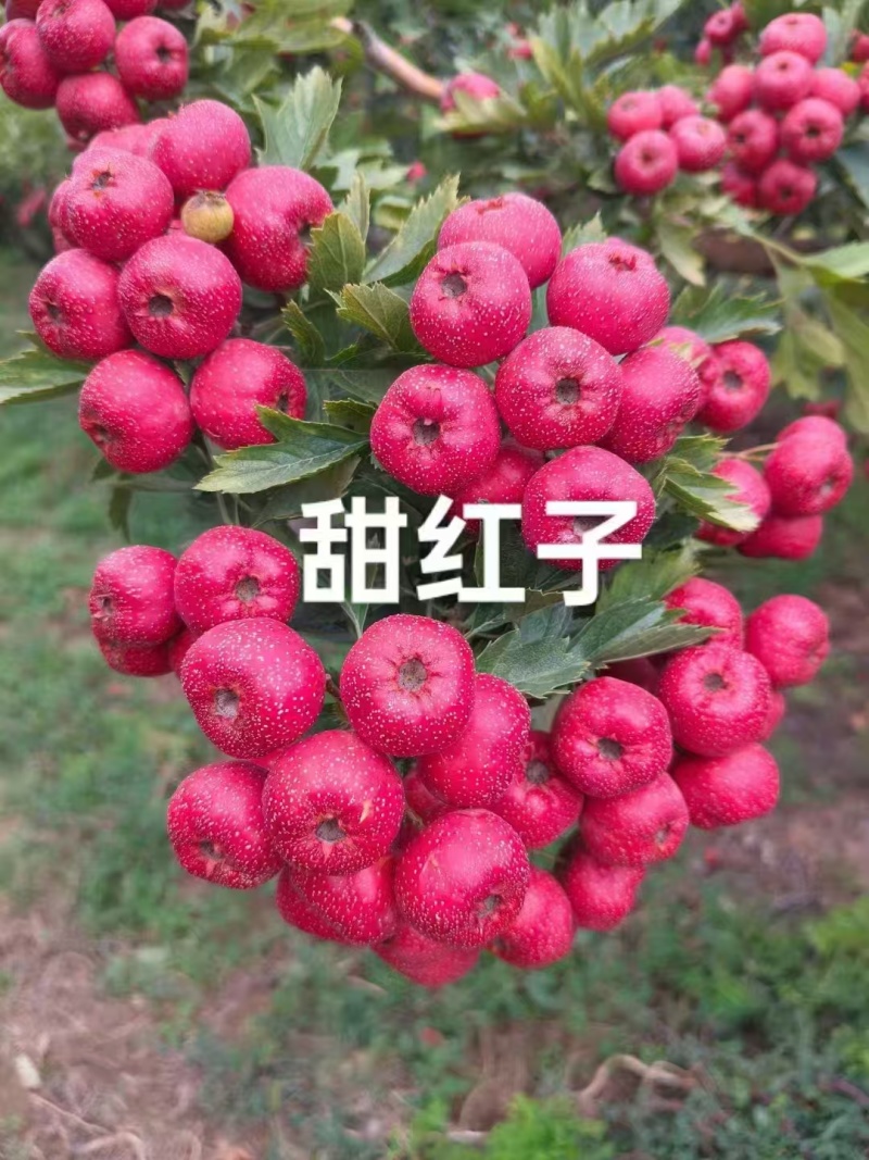 甜口黄山楂苗，新品种现挖现卖当年结果