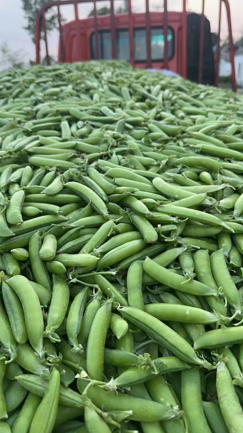 新豌豆、视频看货、全国可发货
