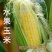 当季玉米苗春季大果秧苗水果玉米黑糯玉米彩甜玉米黄玉米