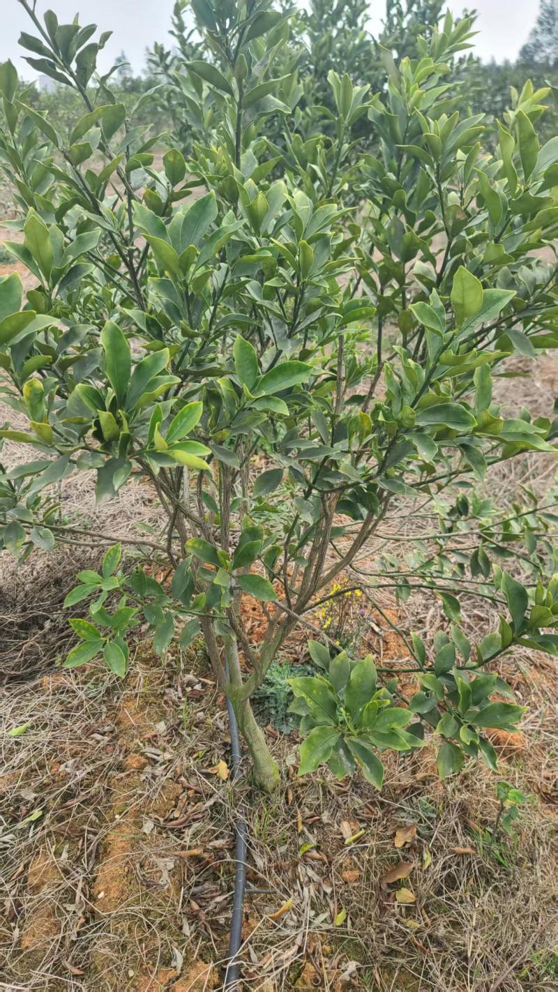 融安-脆蜜金桔苗-3年-4年大树苗，当年直接可以挂果
