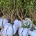 融安-脆蜜金桔苗-3年-4年大树苗，当年直接可以挂果