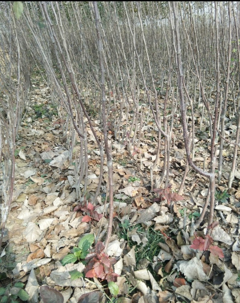 苹果树苗红富士苹果苗地栽盆栽庭院当年结果