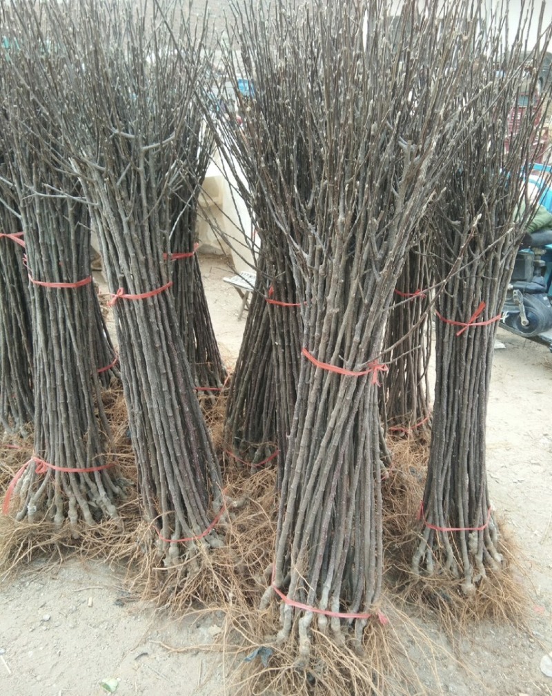 苹果树苗红富士苹果苗地栽盆栽庭院当年结果