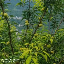 蜂糖李