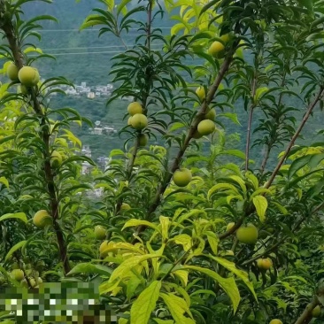 蜂糖李
