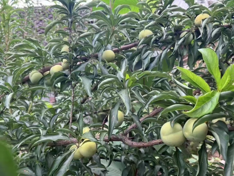 蜂糖李