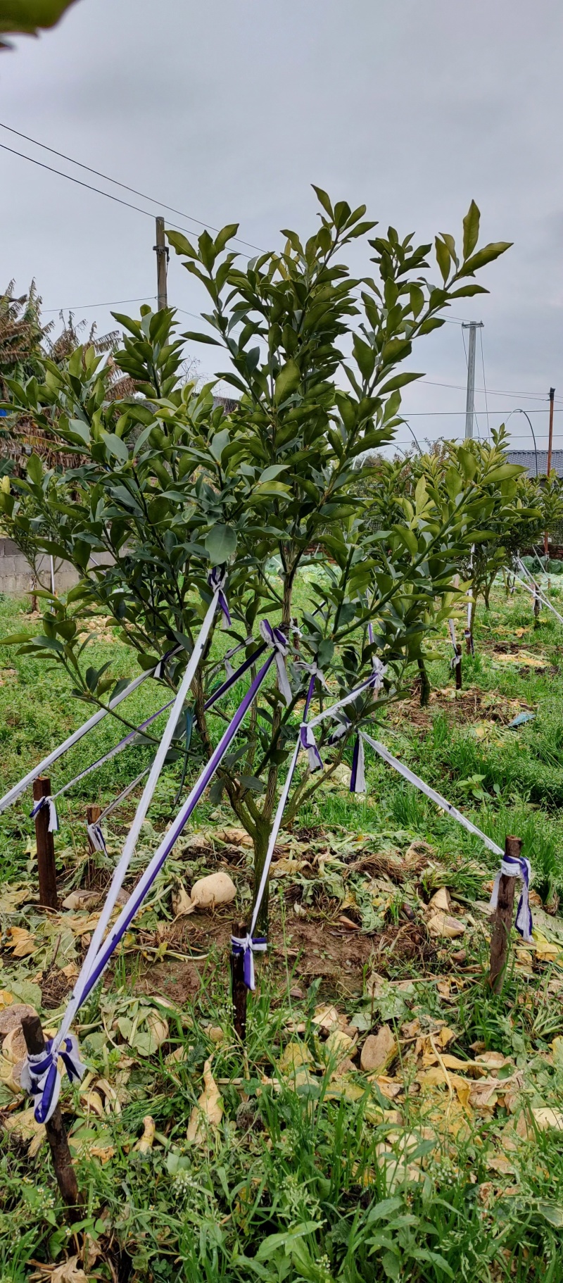 融安-脆蜜金桔苗-3年-4年大树苗，当年直接可以挂果