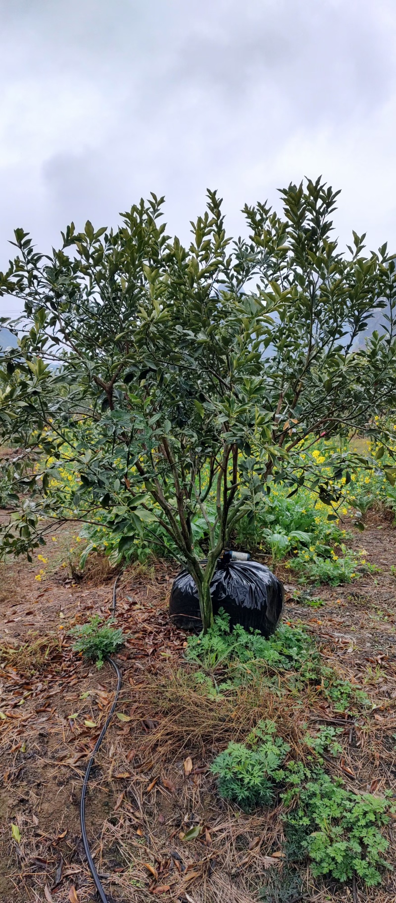 融安-脆蜜金桔苗-3年-4年大树苗，当年直接可以挂果