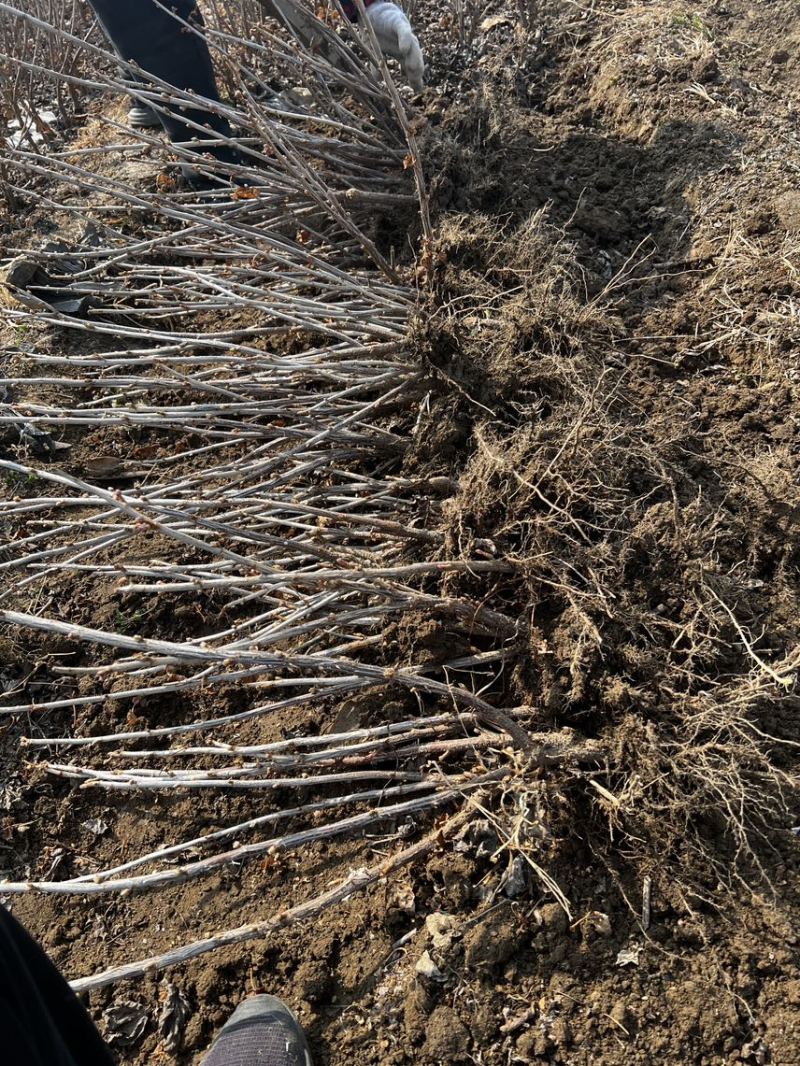 正宗黑加仑四季种植抗寒耐冻南北适宜批发基地直供