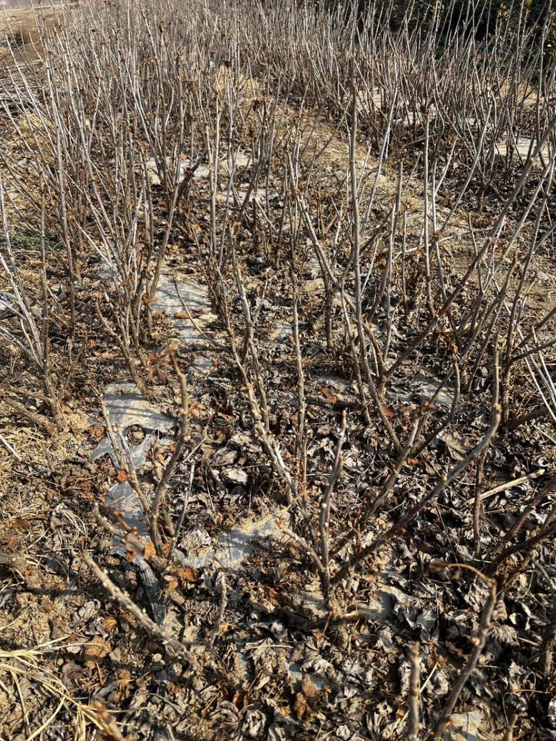 正宗黑加仑四季种植抗寒耐冻南北适宜批发基地直供