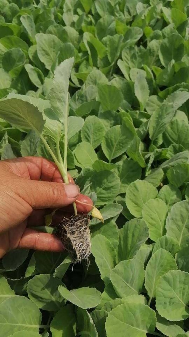 云南昆明甘蓝苗小铁头苗大小都有按需求分拣打包有泡沫箱
