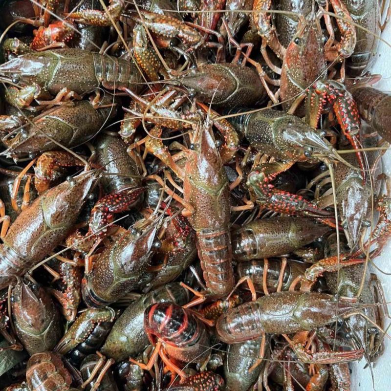 湖北潜江小龙虾批发
