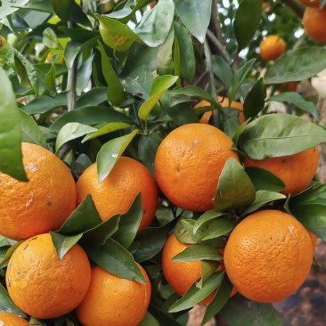 沃柑自家种植的