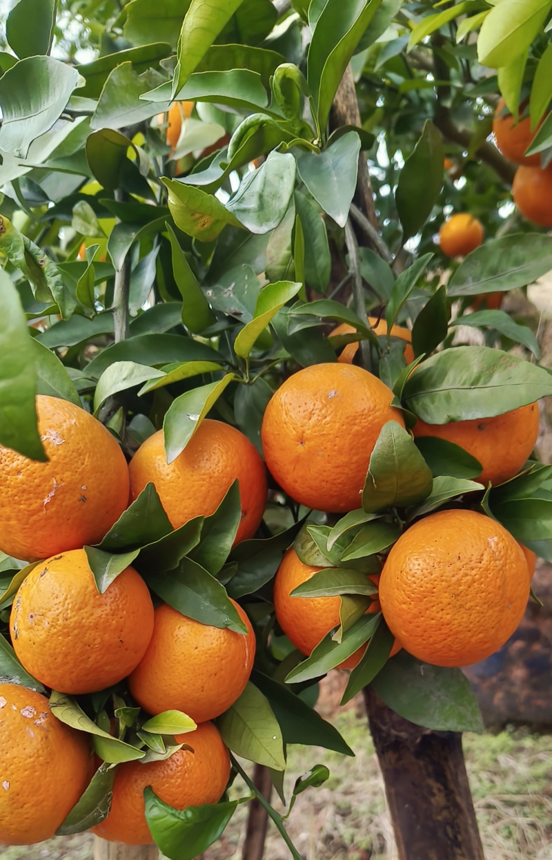 沃柑自家种植的