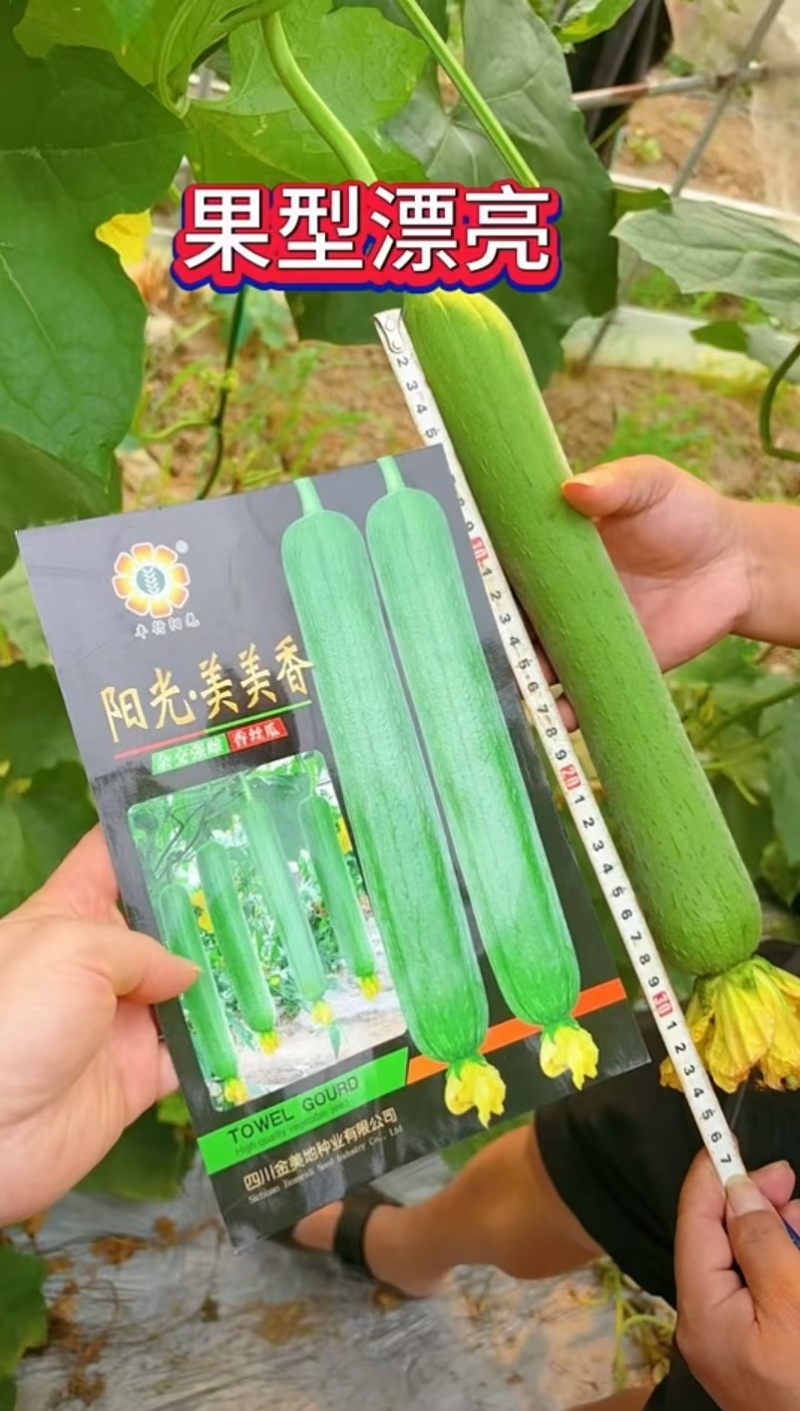 丝瓜种子阳光美美香早熟强雌带瓜力强瓜条中长顺直硬度