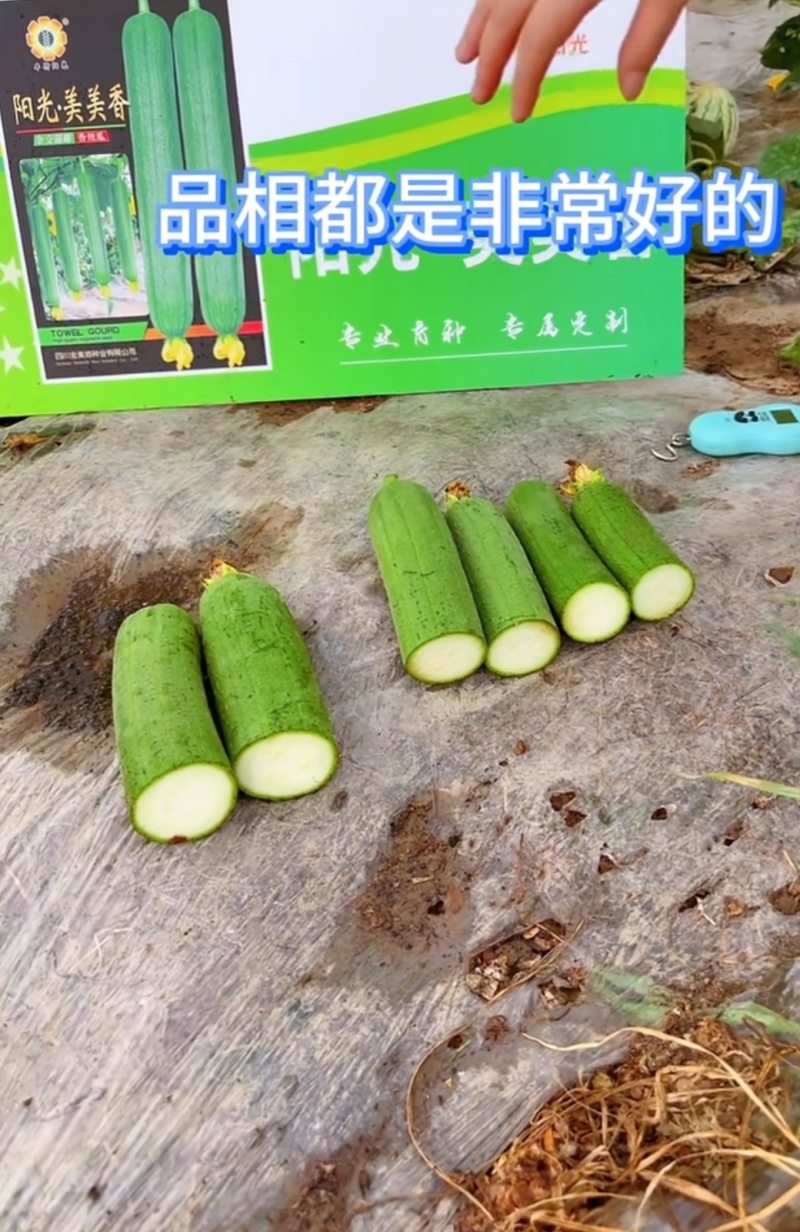 丝瓜种子阳光美美香早熟强雌带瓜力强瓜条中长顺直硬度