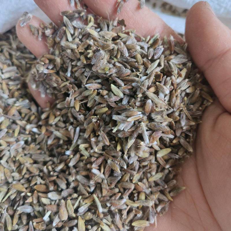 苍术种子北苍术种子保证发芽率提供技术指导保证正品批发