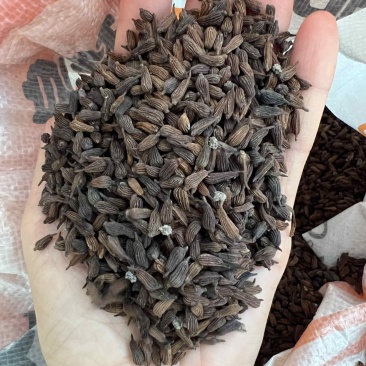 紫花对叶百部种子，手工剥籽晾干，量大从优，欢迎来电