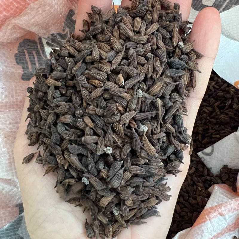 紫花对叶百部种子，手工剥籽晾干，量大从优，欢迎来电