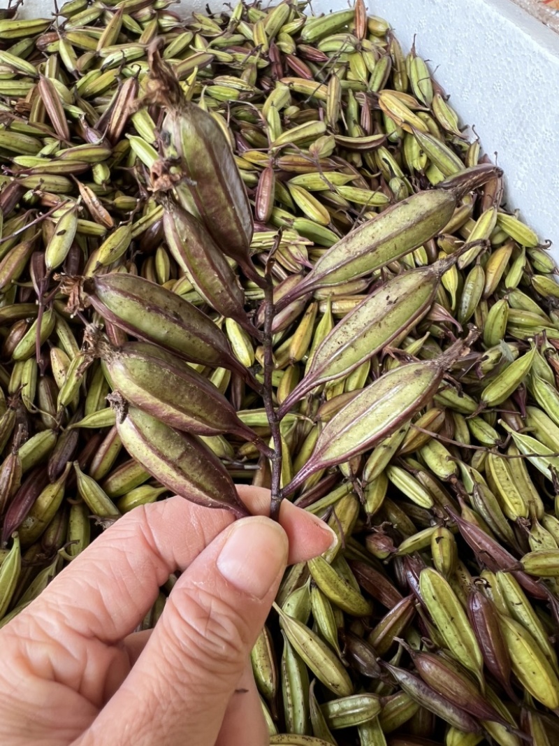 宜昌纯紫花中宽叶三叉白芨果荚欢迎来电咨询