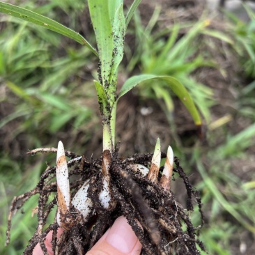 露天紫花白芨驯化苗源头基地实地考察量大从优欢迎来电