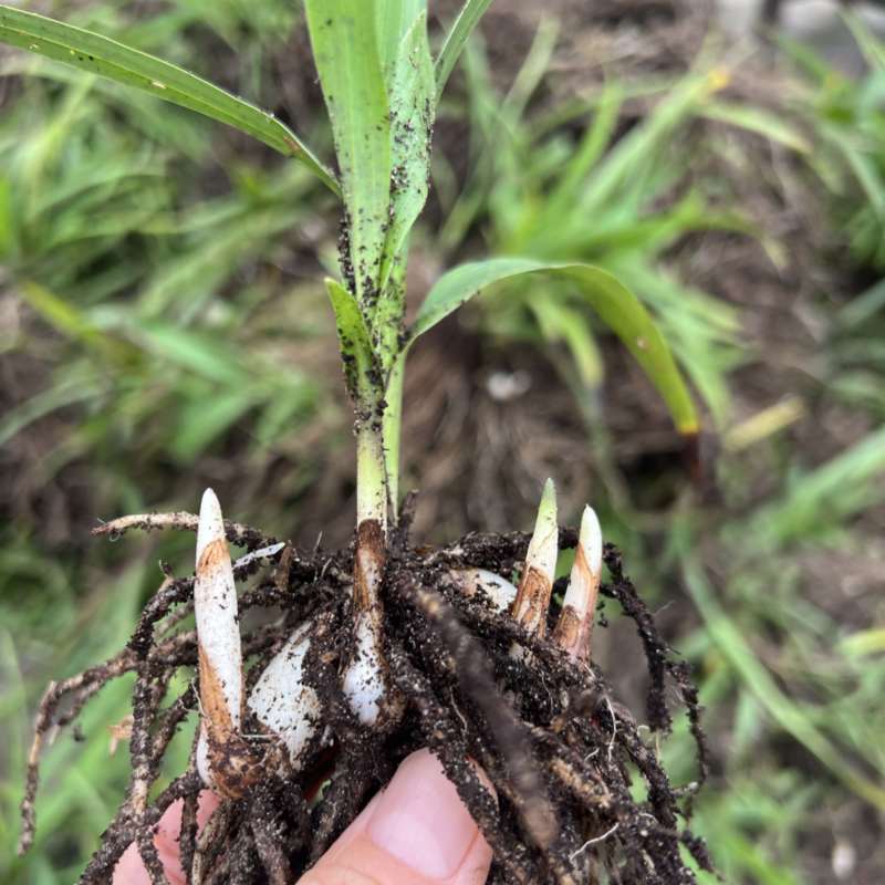 露天紫花白芨驯化苗源头基地实地考察量大从优欢迎来电