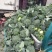 西兰花耐寒优秀精品西兰花产地供应保质保量