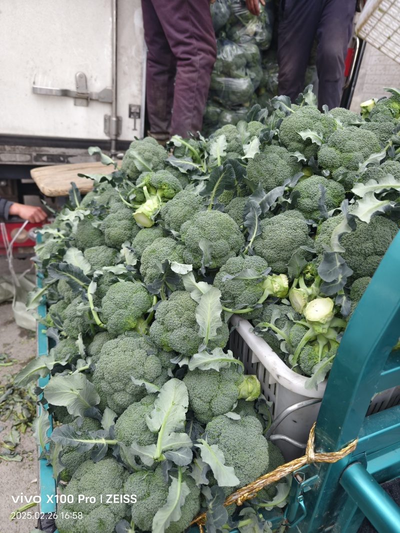 西兰花耐寒优秀精品西兰花产地供应保质保量