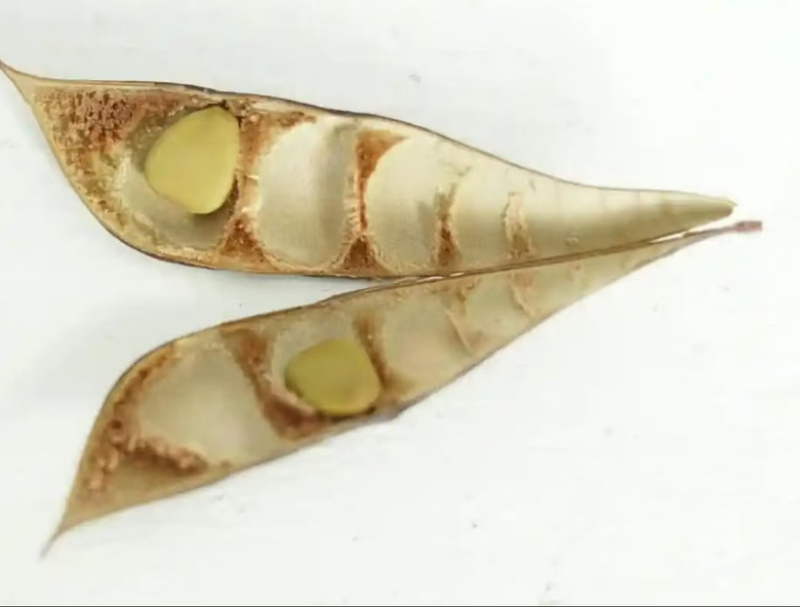 洋金凤种子金凤花种子可入药花蛱蝶黄蝴蝉