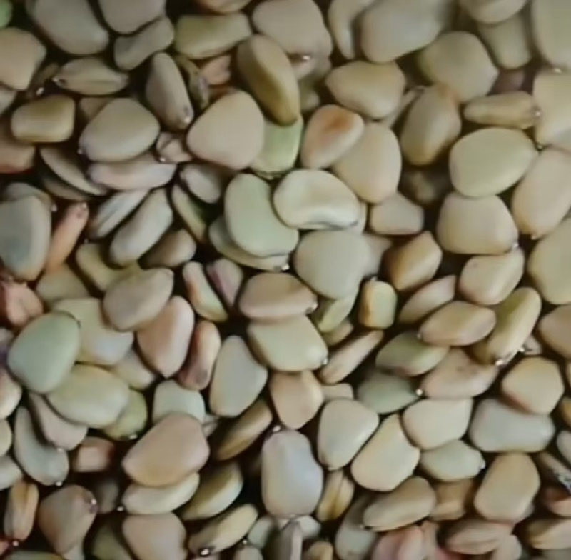 洋金凤种子金凤花种子可入药花蛱蝶黄蝴蝉