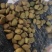 洋金凤种子金凤花种子可入药花蛱蝶黄蝴蝉