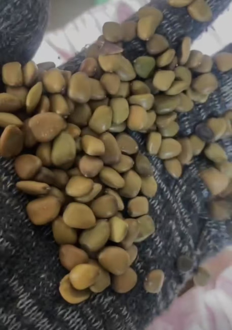 洋金凤种子金凤花种子可入药花蛱蝶黄蝴蝉