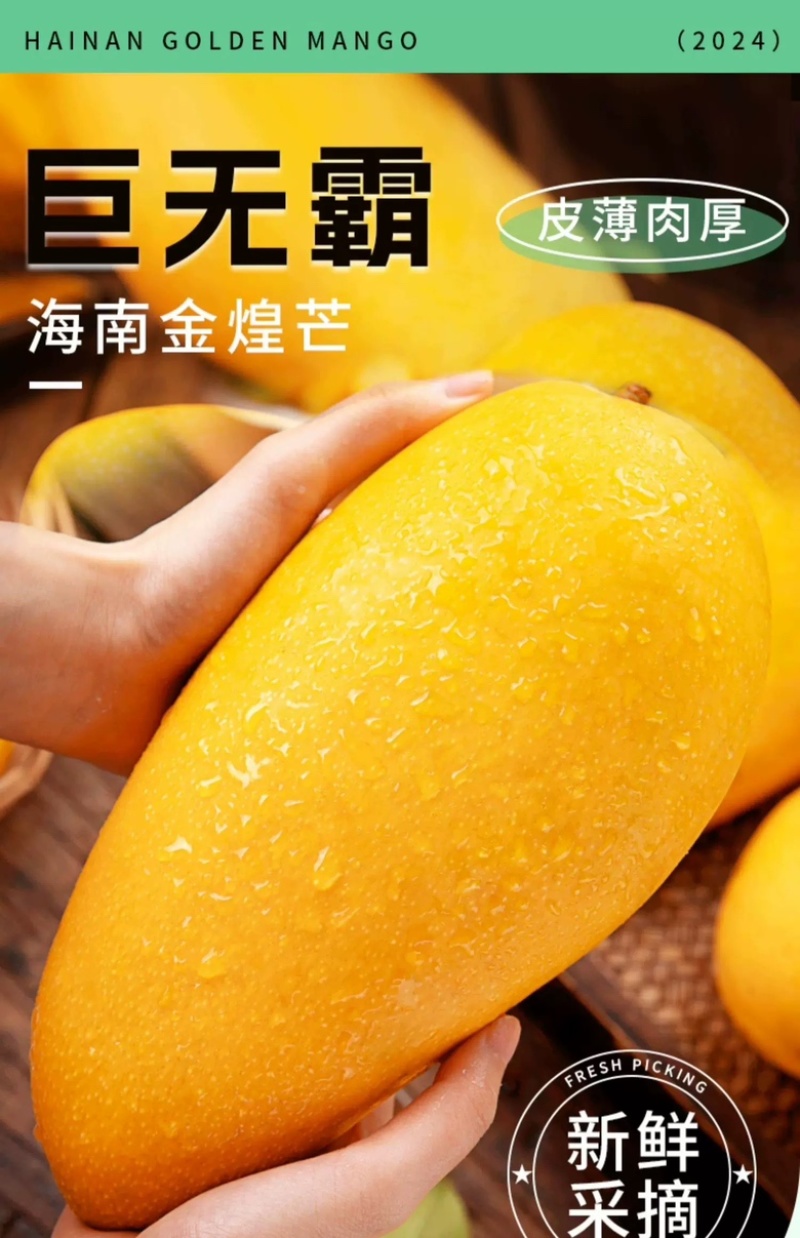 【果园直发】海南金煌芒一件代发提供达人场地直播包吃包住