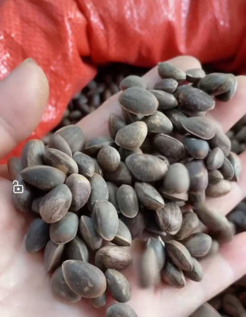 华山松种子四季多年生景观树园林绿化