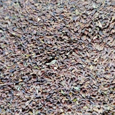 北柴胡种子
