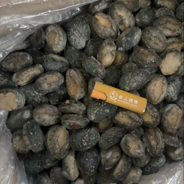 鲍鱼