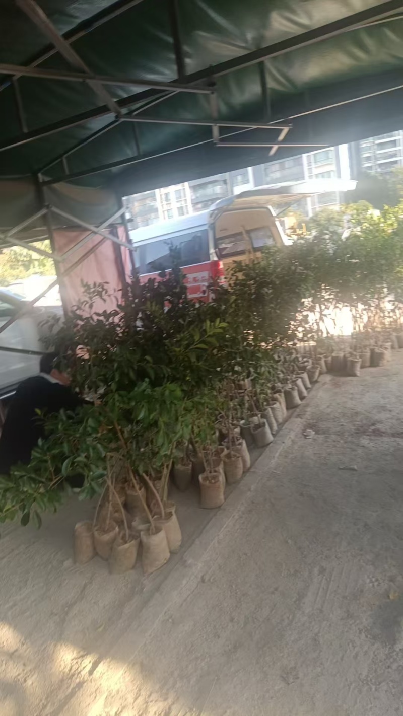 小叶榕细叶榕苗各规格树苗