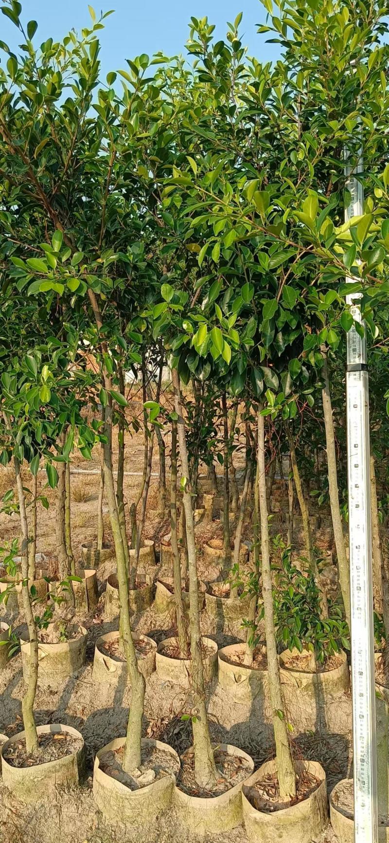 小叶榕细叶榕苗各规格树苗