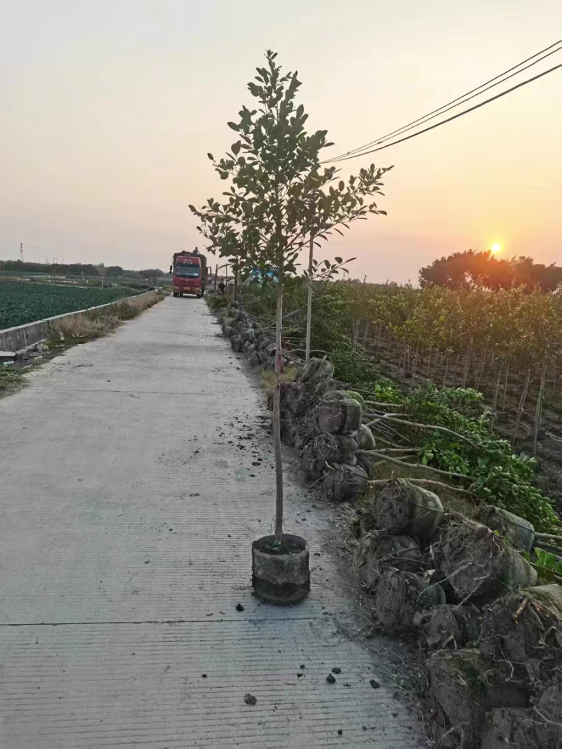 小叶榕细叶榕苗各规格树苗