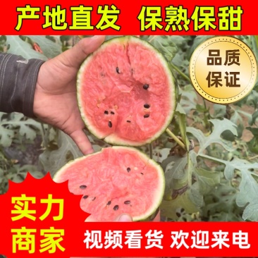 【潍坊】2K小糖丸吊瓜产地直发保质保量，欢迎来电！！！